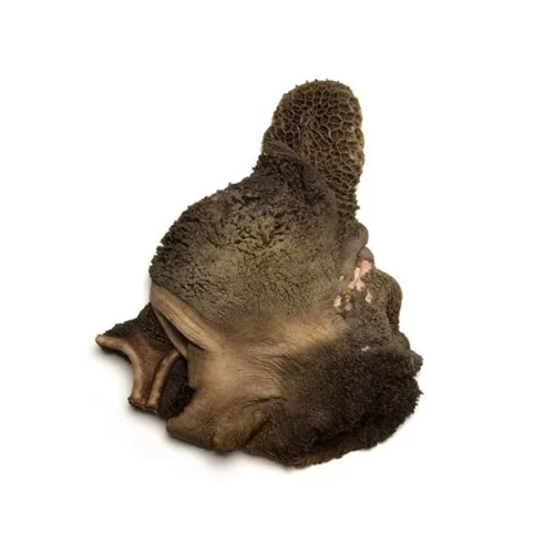 Foto van een verse runderpenslap