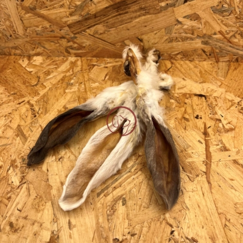 Konijnen oren met vacht