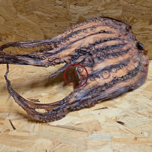 Octopus