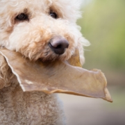 Paardenhuidplaat in bek