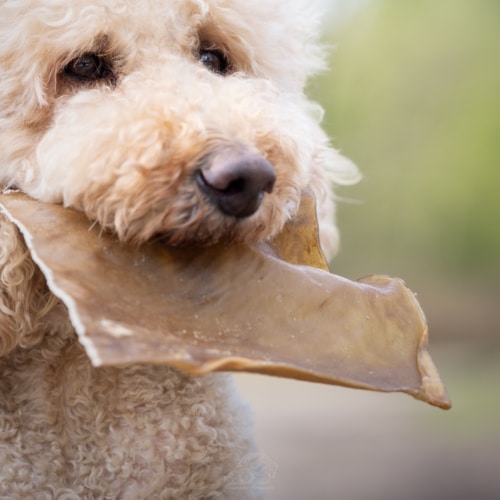 Paardenhuidplaat in bek