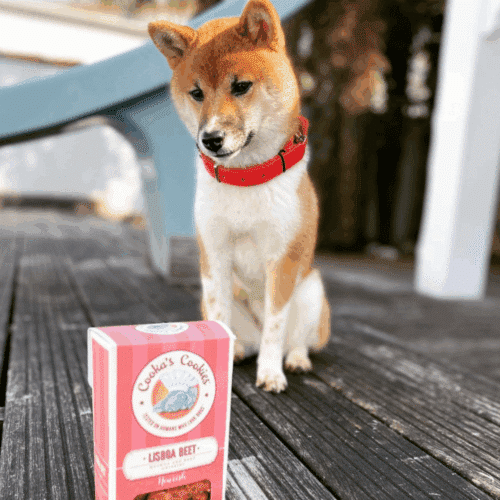 Cooka cookies lisboa beet met hond