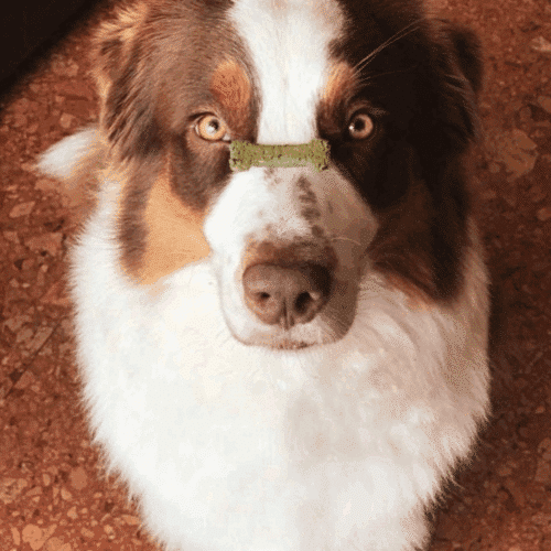 Cooka cookies porto spirit hond