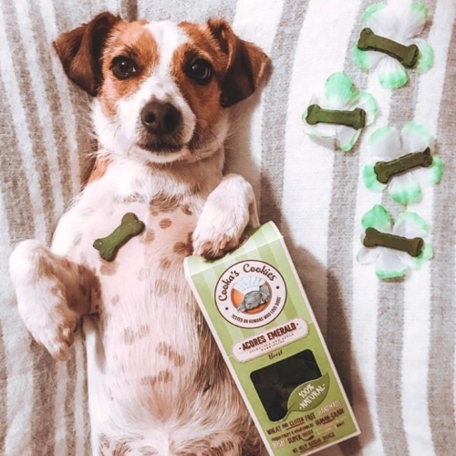 Cooka cookies porto spirit hond met koekjes