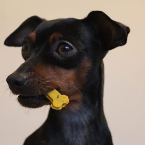 Cooka cookies sintra bliss met hond 2