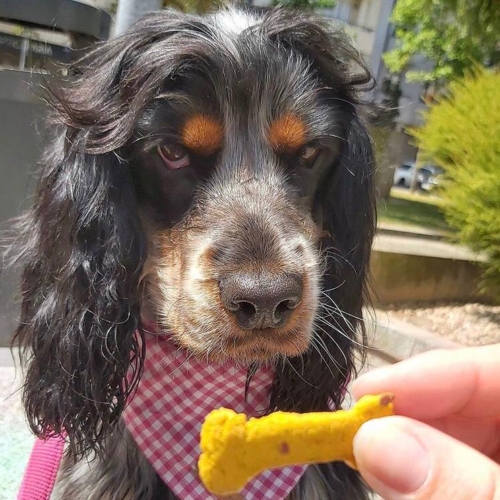 Cooka cookies sintra bliss met hond 3