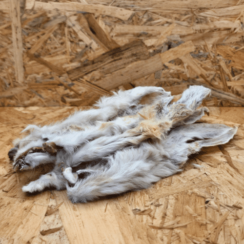 Konijnenoren met vacht CN