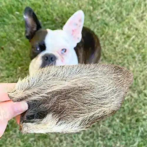 Lulu's kitchen kangaroo ears 2