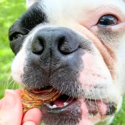 Lulu´s kitchen crocodile jerky 3