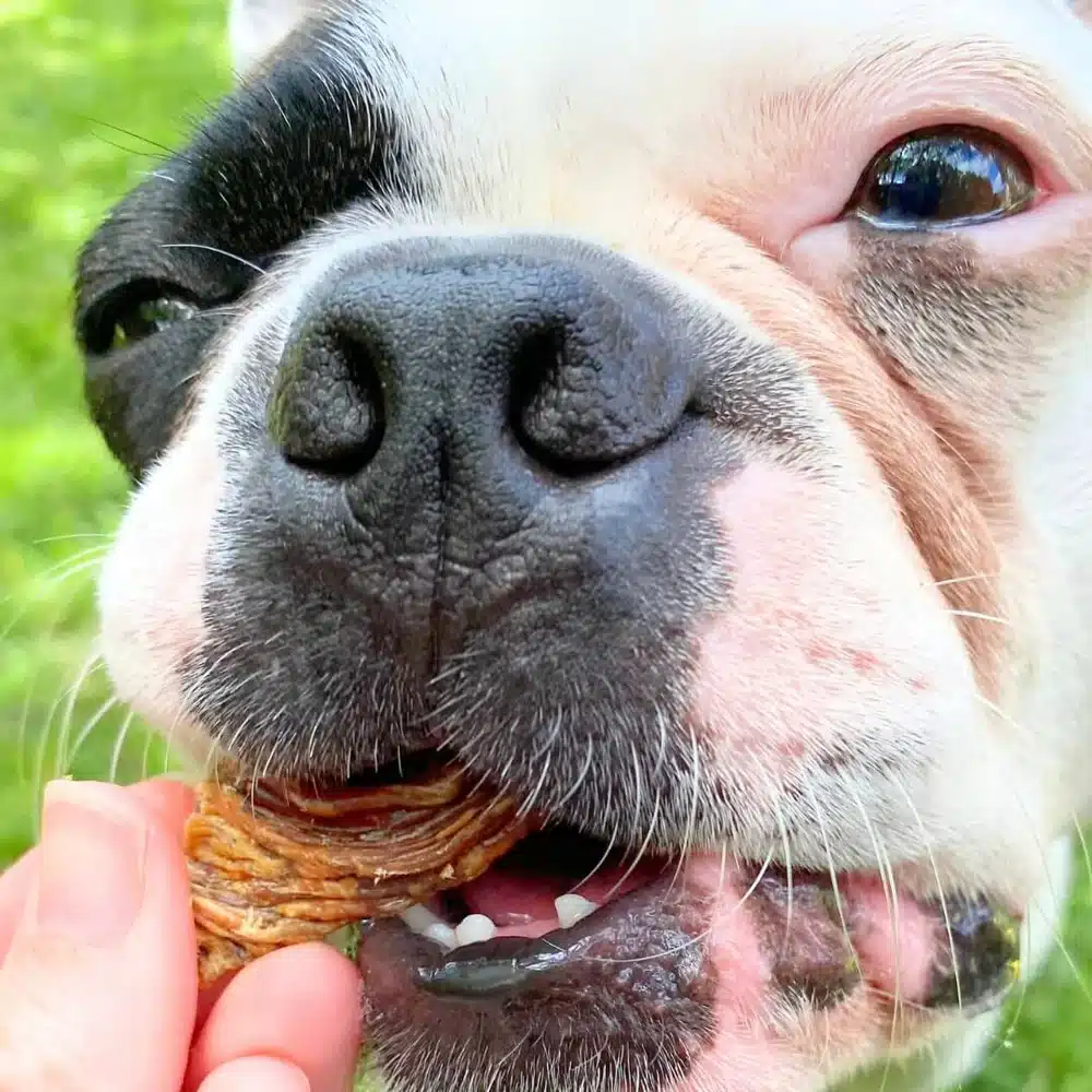 Lulu´s kitchen crocodile jerky 3