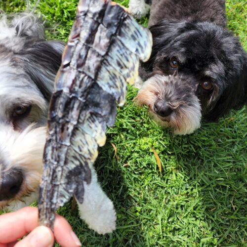 Lulu's kitchen crocodile tail