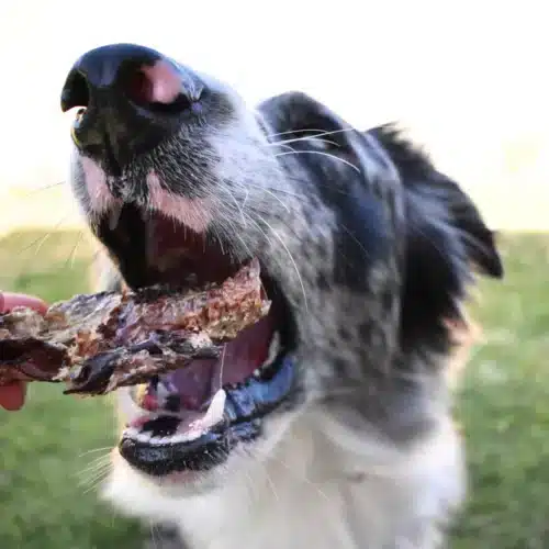 Lulu´s kitchen roo trachea met hond