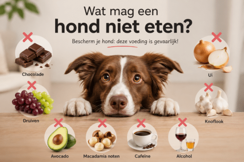 Wat mag een hond niet eten