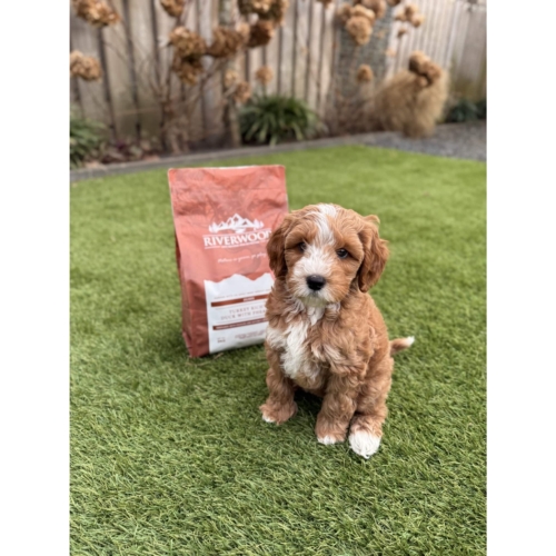 Riverwood Puppy Turkey & Duck - graanvrij puppyvoer met kalkoen en eend voor een gezonde start