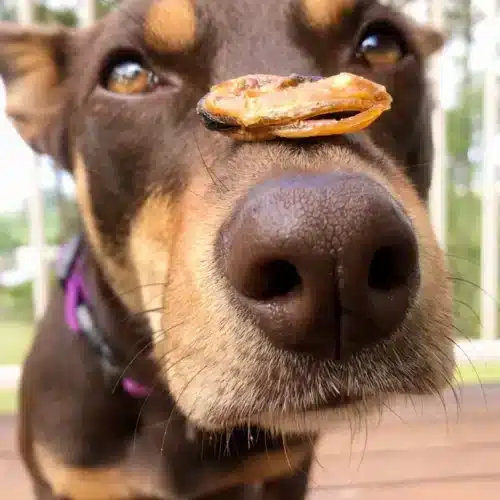 Lulu's kitchen groenlipmossel op hond snuit